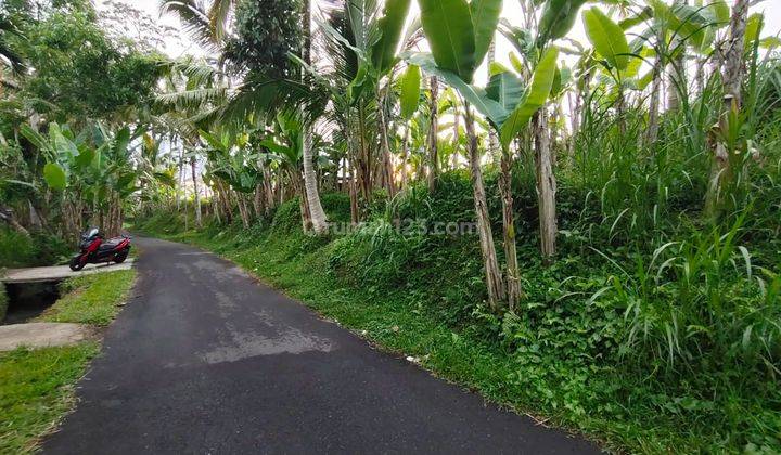 Land for sale in Bukian view of rice paddies, mountains, sunset and telabah 1