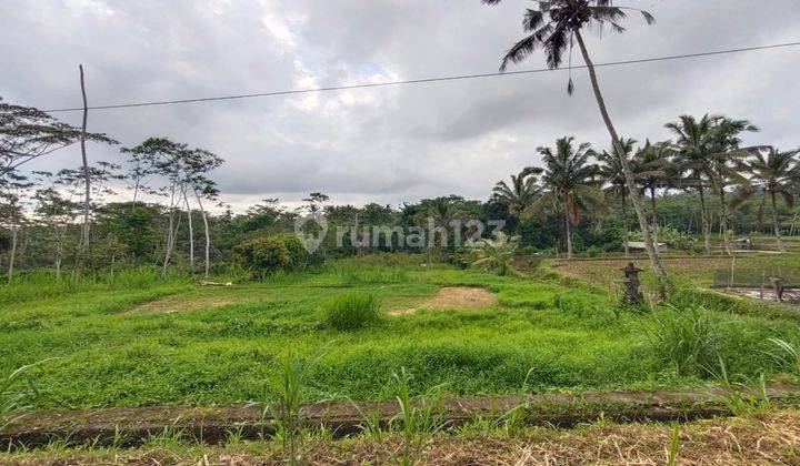 Dijual tanah di Pupuan view sawah pedesaan alami 1