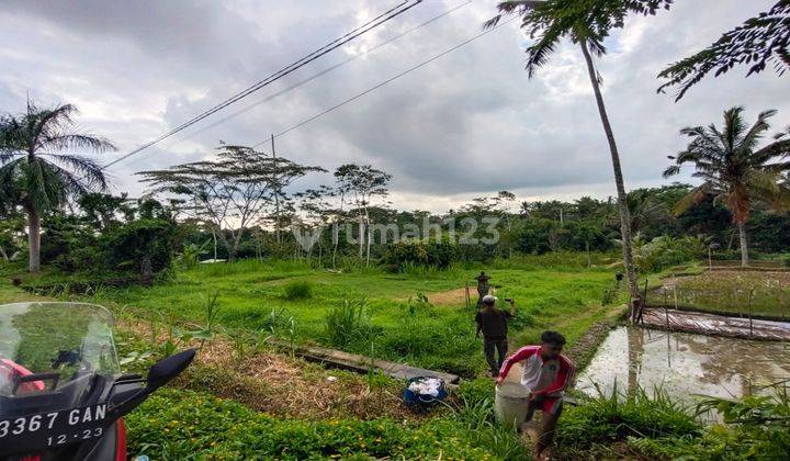 Dijual tanah di Pupuan view sawah pedesaan alami 2