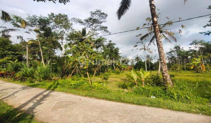 Dijual Tanah lingkungan pedesaan di Pupuan view hutan hutan 2