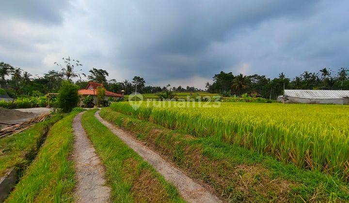 Dijual tanah view sawah sangat indah di Ubud 2