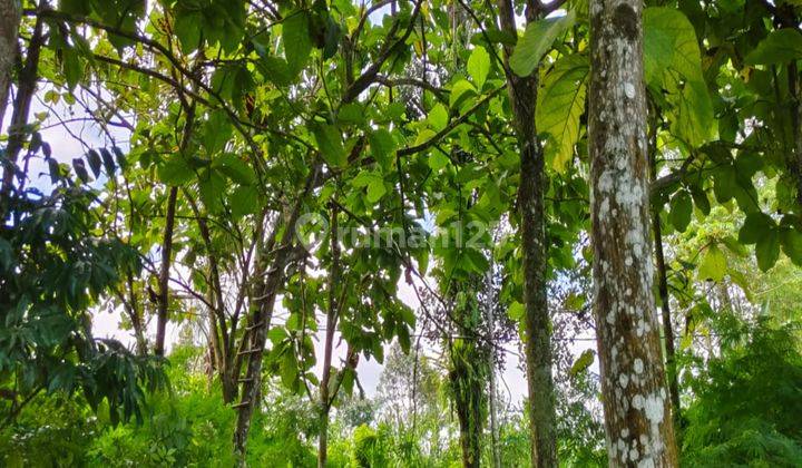 Very cheap land for sale in Ubud with Jungle view 1