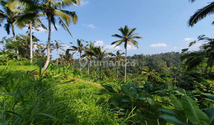 Dijual Tanah Di Ubud cocok untuk Villa & Investasi view cantik 2