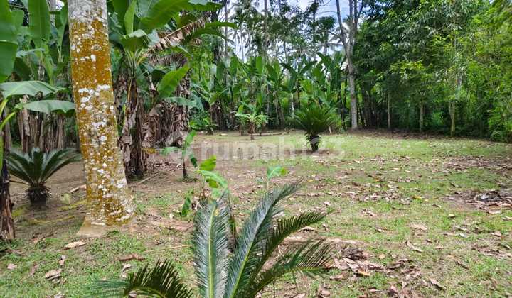 For Sale: Cheap Land in a Beautiful and Serene Village Environment in Ubud For Sale: Cheap Land in a Beautiful and Serene Village Environment in Ubud