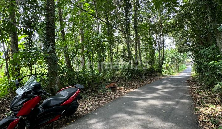 Dijual Murah Tanah Datar - Jalan Raya Kelusa Payangan, Dekat Ubud