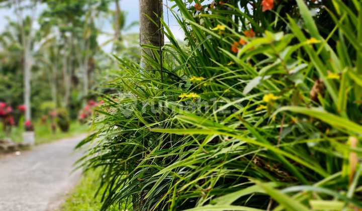 For Sale Land with Rice Field, Mountain, and Valley Views Location Ubud