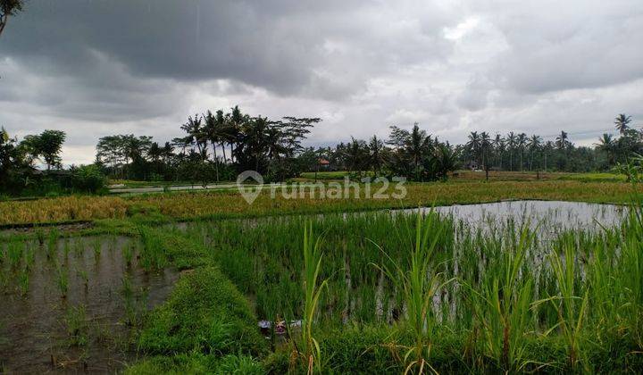 Dijual Tanah Di Ubud View Hamparan Sawah Cocok Untuk Komplek Vila 1