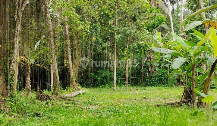 Dijual Lahan Los Sungai Lokasi Ubud View Sawah Sungai Dan Jungle 2