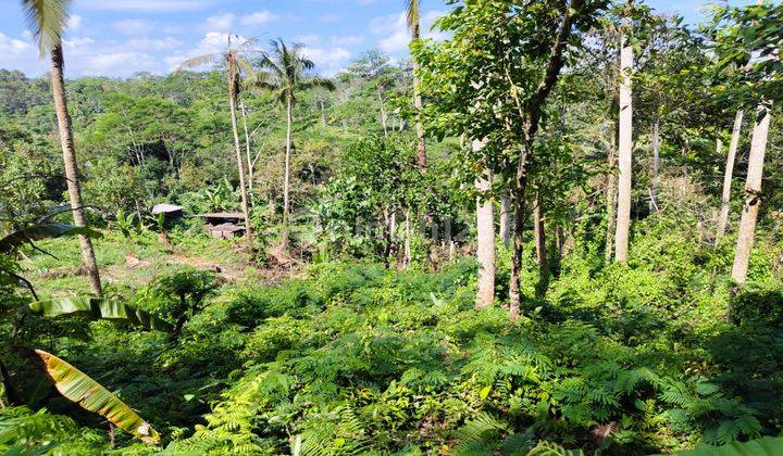 Dijual Tanah Lokasi Ubud View Cantik Lembah Dan Gunung Agung 1