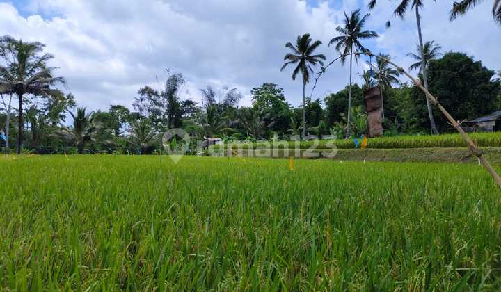 For Sale: Cheap Land in a Beautiful and Serene Village Environment in Ubud For Sale: Cheap Land in a Beautiful and Serene Village Environment in Ubud