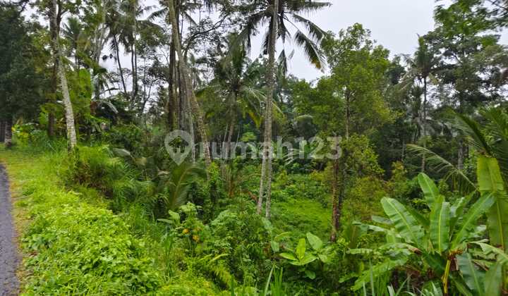 Dijual Tanah Gianyar Lahan Datar Siap Bangun View Sawah Lembah Dijual Tanah Gianyar Lahan Datar Siap Bangun View Sawah Lembah