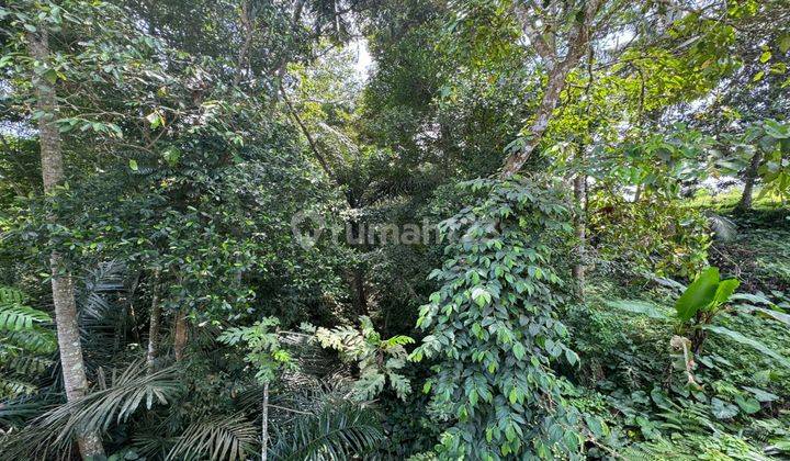 Dijual Tanah Lokasi Ubud View Hutan Sungai Dan Sawah 2