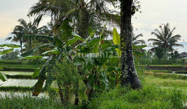 Dijual Tanah Murah Lokasi Di Payangan Ubud Utara Lahan Bagus 1