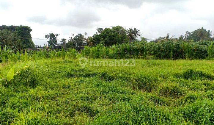 Dijual Tanah Di Ubud View Hamparan Sawah Cocok Untuk Komplek Vila 2