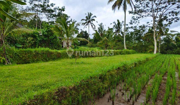 Dijual Tanah Murah Lokasi Di Payangan Ubud Utara Sejuk Dan Tenang 1