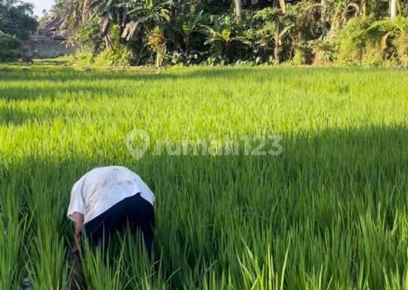 Premium Land For Sale Located In Ubud With Rice Field View And Car Access Premium Land For Sale Located In Ubud With Rice Field View And Car Access