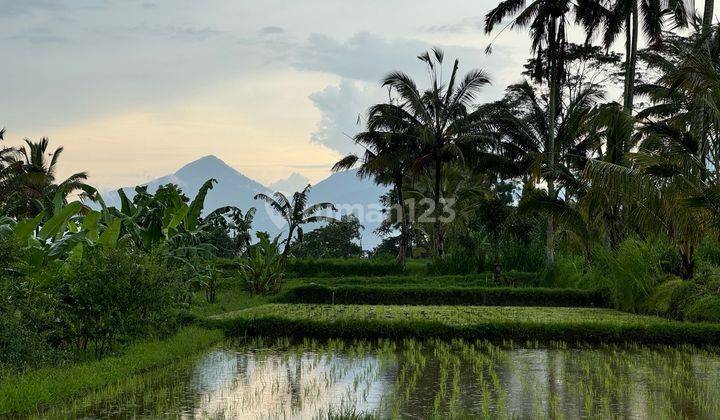 Dijual Tanah Murah Lokasi Di Payangan Ubud Utara Lahan Bagus 2