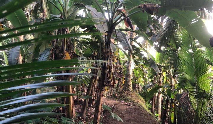 Di Jual Tanah Kebun Datar Di Ubud View Sawah Dekat Maya Resort 2