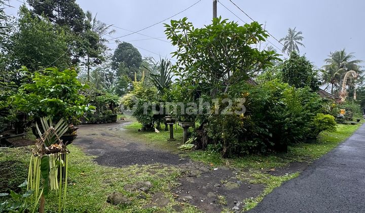 Dijual Lahan Diutara Ubud Lokasi Tegalalang Shm View Jungle Hutan Dijual Lahan Diutara Ubud Lokasi Tegalalang Shm View Jungle Hutan