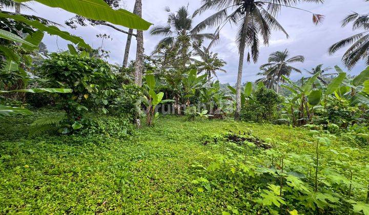 Dijual Lahan Lingkungan Villa Dan Resort View Sawah Dan Jungle 1