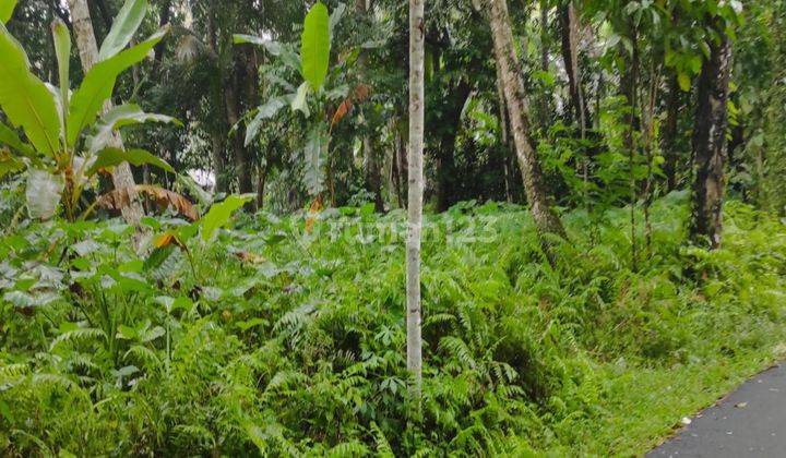 Dijual Lahan Di Ubud Lingkungan Pedesaan Asri Akses Jalan Besar 1