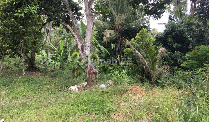 L20 Dijual Tanah Dengan Pemandangan Laut Di Kayuputih, Lovina, Buleleng Bali 3