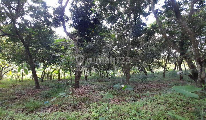 L07 Dijual Tanah Di Kayuputih, Buleleng 10