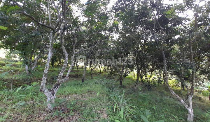 L07 Dijual Tanah Di Kayuputih, Buleleng 13