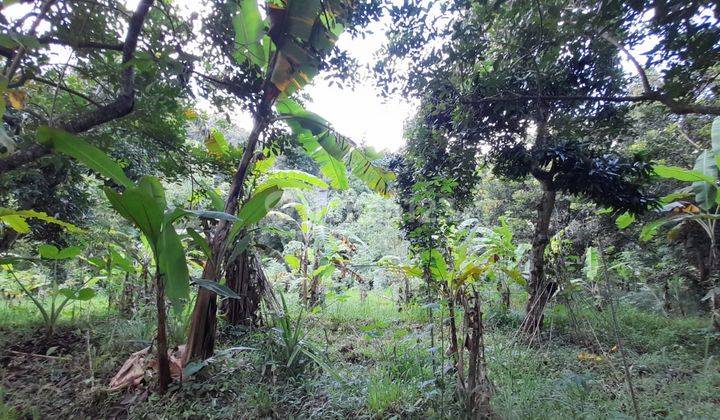 L07 Dijual Tanah Di Kayuputih, Buleleng 16