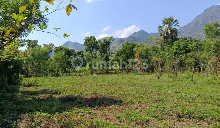 L11 Dijual Tanah di Pemuteran Pemandangan Bukit 1500m2 L11 Dijual Tanah di Pemuteran Pemandangan Bukit 1500m2