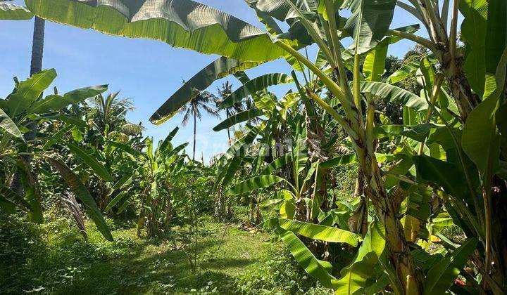 L16 Dijual Tanah Datar Kaliasem SHM  1