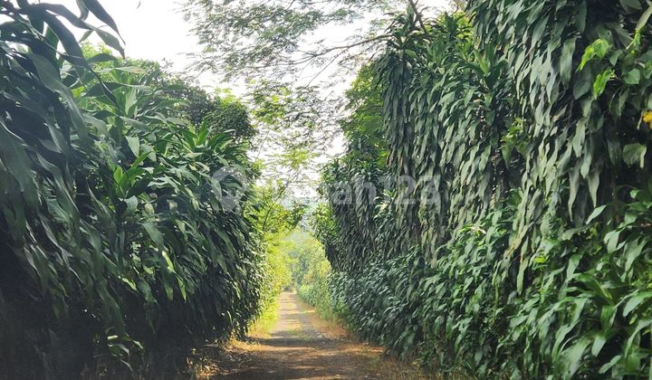 Sell Fast!!! Lemon Orchard Land in Subang, West Java