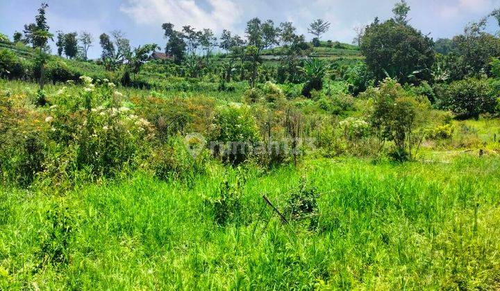 Tanah di Donowareh, Malang 7.000 m² Strategis Cocok Investasi 1