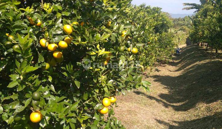 Kebun Jeruk Prosuktif Super Luas Asri View Keindahan Kota Batu 2