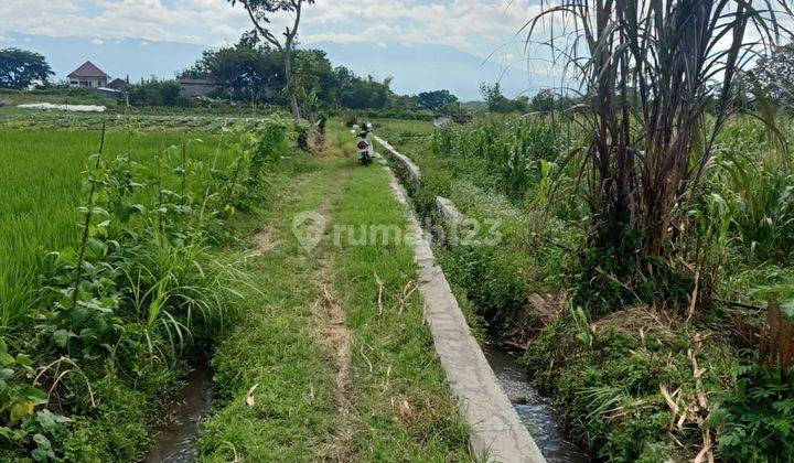 Tanah Sawah Murah Banget di Kota Batu Dekat Polres 2