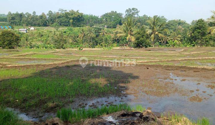 Tanah Sawah Luas Subur Strategis di Kasembon Malang  2