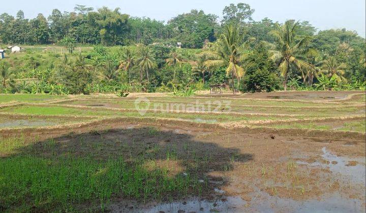 Tanah Sawah Luas Subur Strategis di Kasembon Malang  1