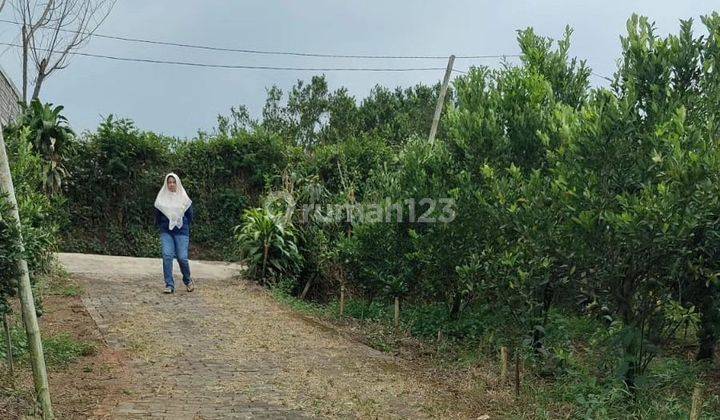 Tanah kebun jeruk murah dan luas di Bumiaji Batu* 2