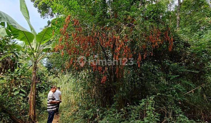 Tanah luas dan murah di Purwodadi Pasuruan 1