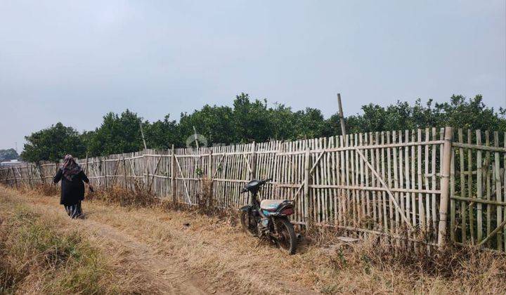 Kebun jeruk produktif murah di Bumiaji Kota Batu 1