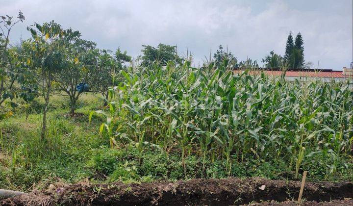 Tanah subur view sempurna di Banaran Bumiaji batu 1