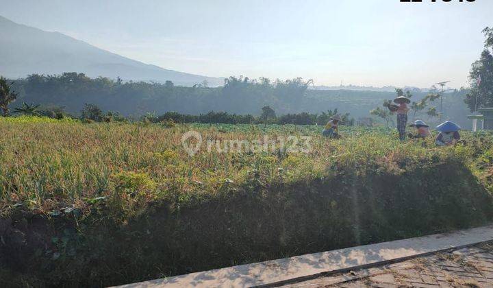 Tanah sawah subur dan luas di Torongrejo Kota Batu 1