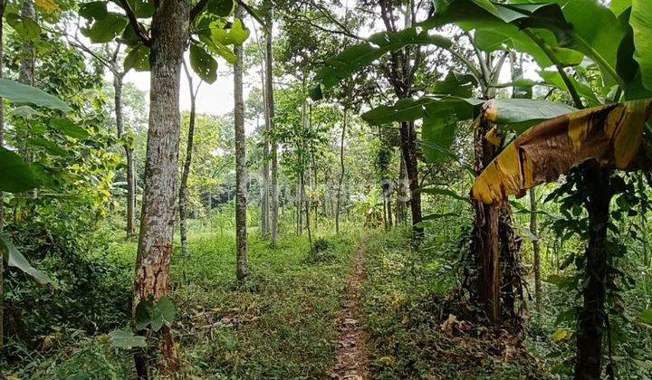 Tanah perkebunan luas dan murah di Purwodadi Pasuruan  2