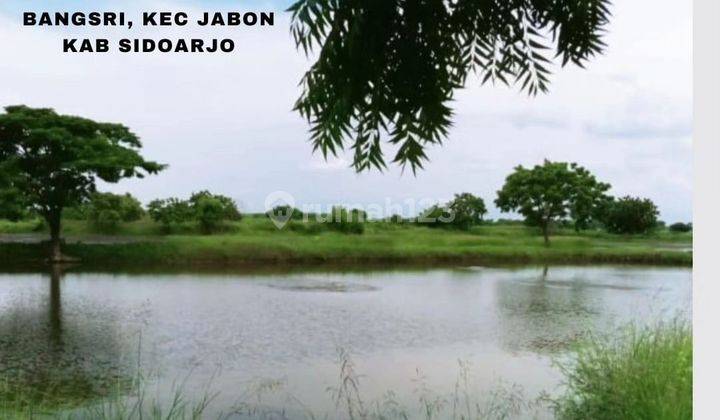 Tanah tambah udang dan ikan produktif di Jabon Sidoarjo  1