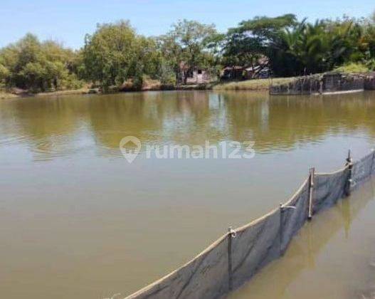 Tanah tambah udang dan ikan produktif di Jabon Sidoarjo  2