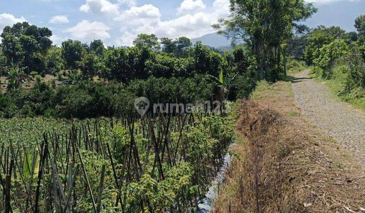 Tanah perkebunan Subur dan luas di kota Batu 1