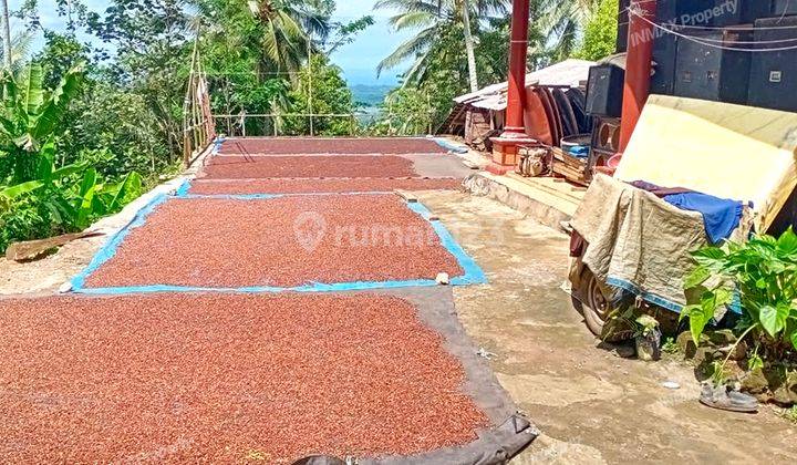 TANAH PERTANIAN LUAS ADA TANAMAN POHON DLL DI SUMBERMANJING WETAN MALANG 2