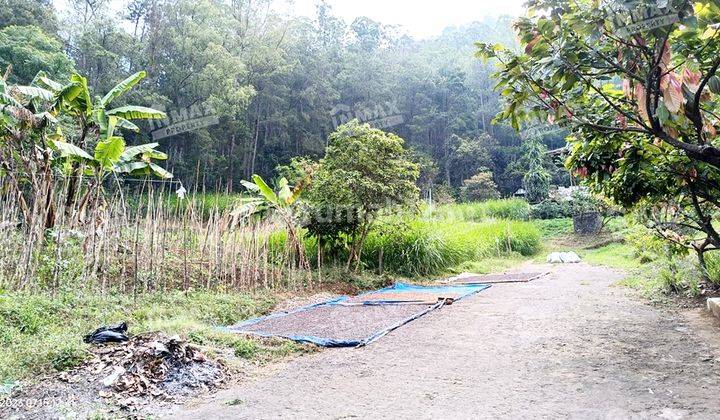 TANAH LUAS VILLA BUKIT PINUS PUJON BATU, VIEW GUNUNG DAN HUTAN PINUS 2