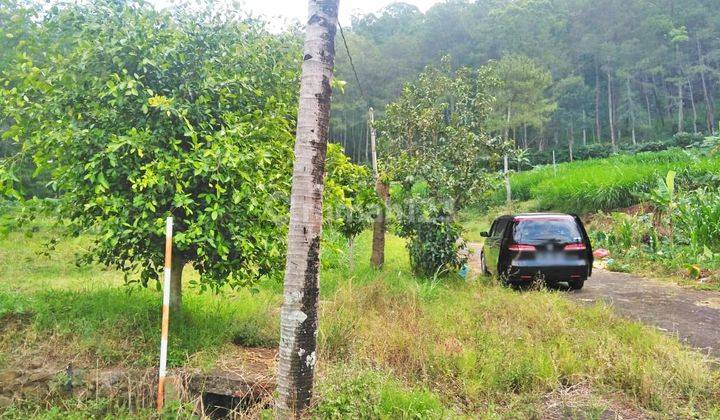 TANAH LUAS VILLA BUKIT PINUS PUJON BATU VIEW GUNUNG,CITY DAN HUTAN PINUS SONGGORITI  2