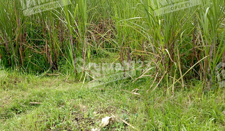 Tanah Sawah Wagir Malang Luas 21.205 M2 ( 2 Ha), Akses Truk Tanah Sawah Wagir Malang Luas 21.205 M2 ( 2 Ha), Akses Truk